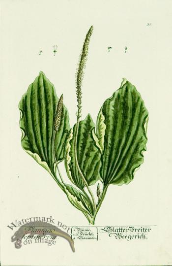 Blackwell German 156